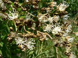 Image result for Julbernardia globiflora
