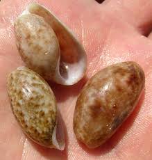 And after record case numbers in alberta, is it time for that province to change. Common Atlantic Bubbles Bulla Striata