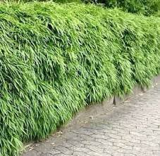 Image result for Lagenaria rufa