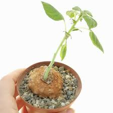 Image result for Dorstenia cuspidata