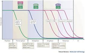 G2, g1, s, mitosis, cytokinesis. Finishing Mitosis One Step At A Time Nature Reviews Molecular Cell Biology
