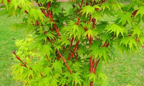 It is a perfect choice for small gardens and containers. Acer Sango Kaku Senkaki Coral Bark Maple Stunning Red Bark In Winter Brenlissa Online Nursery