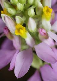Image result for Polygala kalaboensis