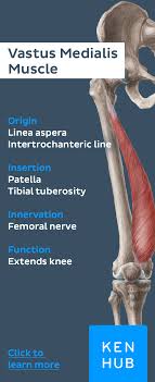 Your quadriceps muscle is actually a group of three large muscles and one smaller one that merge just above the knee. Quadriceps Femoris Muscle Quadriceps Femoris Medical Anatomy Muscle Anatomy