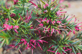 Image result for Grevillea