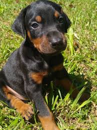 Cane corso rescue of nc. Doberman Pinscher Puppies For Sale Morganton Nc 327424