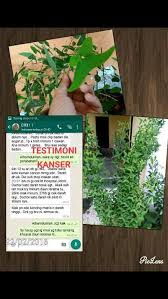 Inilah rupa daun rerama yang telah kering. Khasiat Daun Rerama Hijau Posts Facebook