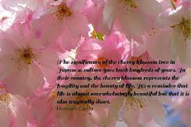 Cherry Blossoms And Japanese Culture Cherry Blossom Quotes Cherry Blossom Art Cherry Blossom Meaning
