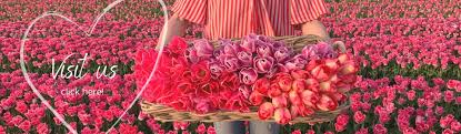 Check spelling or type a new query. A Big Range Of Fresh Dahlia Tubers Directly From The Grower Fam Flower Farm