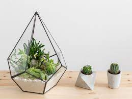 This is my second attempt of growing a plant so i can't say i'm an expert but did plenty of research before. How To Make A Terraarium Begginers Ultimate Guide Realestate Com Au