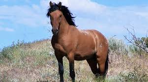 › trained blm mustangs for sale. Is The Latest Wild Horse Plan Really A Path Forward Horsetalk Co Nz
