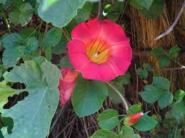 Image result for Stictocardia