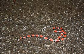 Serpent Corail Serpents Animaux Reptiles Animaux Animaux Quirigua Region Caraibes Guatemala Routard Com Ils peuvent être divisés en deux groupes distincts. serpent corail serpents animaux