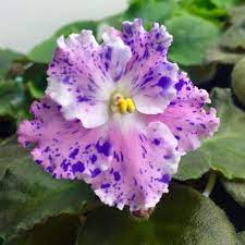Check spelling or type a new query. African Violet Amour Elite Semidouble White Pansy Frilled Pink Patches With Blue Fantasy Markings M African Violets African Violets Plants Perennial Herbs