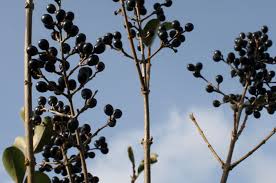 Image result for ligustrum ovalifolium