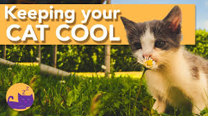 Try to provide a cool and shady spot in which the cats can rest. How To Keep Your Cats Cool In The Summer Heatwave Tips Youtube