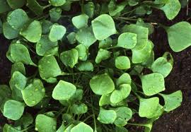 Image result for Montia