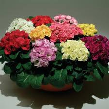 Image result for Primula