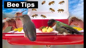 Do you have questions about how to make hummingbird food that is both safe and effective? 1 For Best Hummingbird Feeder Bee Proof Guard Tips 1000 Flock Daily For Diy Recipe Nectar In Window Youtube