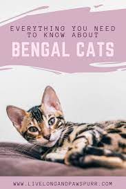 Everything You Need To Know About Bengal Cats Bengal Cat Facts Bengal Cat Cat Breeds