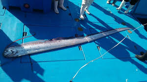 Image result for oarfish