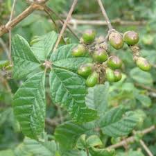 Image result for Vitex ferruginea