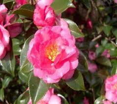 Shi shi camellia sasanqua plant with pink blooms (3) model# hd7507. Shishi Gashira Camellia Sasanqua New Life Nursery