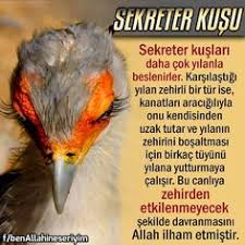 ǝɔun S N P Un ƃzo Adli Kullanicinin Tefekkur Panosundaki Pin Sanat Eserleri Sanat Kusu