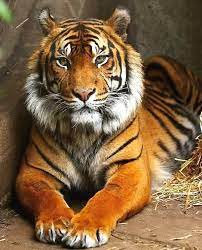 Polubienia 307 Komentarze 5 The Tiger Vision Thetigervision Na Instagramie Follow Thetigervision Tiger Photography Tiger Pictures Animals