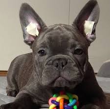 Bulldog canyon is a 23.5 kilometer moderately trafficked out and back trail located near mesa, arizona that features beautiful wild flowers and is rated as moderate. French Bulldog Phoenix
