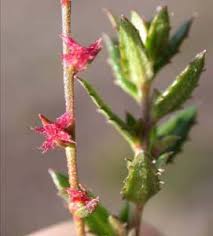 Image result for Haloragaceae