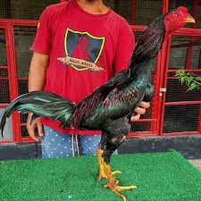 Ayam Khoyngon Asal Usul Ciri Ciri Keunggulan Harga