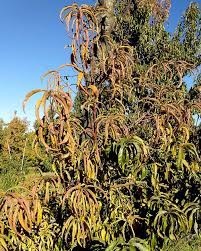 Give yourself a striking garden feature, providing amazing fruit, with a fig tree. Phytoplasmas Found In Stone Fruit Good Fruit Grower