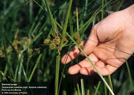 Image result for Commicarpus pilosus