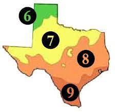 We'd love to introduce you to a few of our favorite selections. Buy Texas Trees Tx Shade Tree Sale Best Texas Fruit Tree