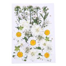 You can make your own greeting cards with dried flowers that have been pressed. Dried Pressed Flowers Assorted White Daisies Leaves Making Greeting Card And Craft Dried Flowers Walmart Canada
