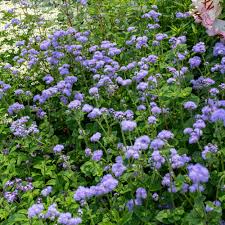 Image result for Ageratum