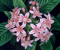 Image result for Pentas longiflora