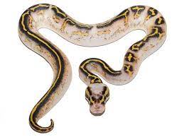 Asphalt Super Pastel Yellow Belly Morph List World Of Ball Pythons Ball Python Python Snake Ball Python Morphs