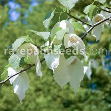 Image result for Faroa involucrata