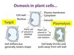 There are lots of different types of plant cell that must all work together to keep the plant alive. Osmosis Ocr As A Level Biology Teaching Resources