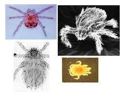 Trombicula akamushi (brumpt) in jars containing soil and supplied with resh vegetable matter. Leptotrombidium Alchetron The Free Social Encyclopedia