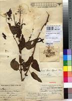 Image result for Crassocephalum ducis-aprutii