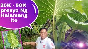 Alocasia lauterbachiana care includes warm and most place, bright. Alocasia Most Expensive Varieties Trending Plants Gehtv Youtube