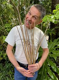 Image result for Pycnostachys pseudospeciosa