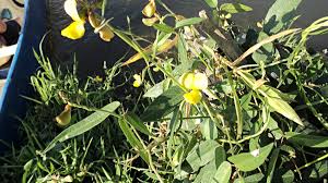 Image result for Vigna luteola