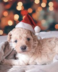 Should You Give A Pet As A Christmas Present Christmas Animals Child Friendly Dogs Christmas Puppy