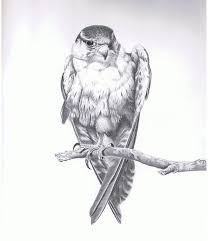 Bird Of Prey Tattoo Bird Of Prey By Michael Cameron Realistic Drawings Realistic Animal Drawings Pictures To Draw