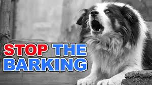 Choose the best anti barking device for your dog. Why Dogs Bark At Strangers How To Address Dog S Barking Youtube