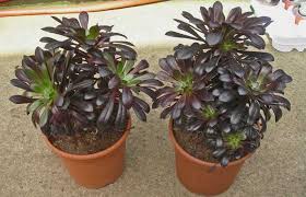 Otra caracterstica distintiva es que la oracin es amarilla con la garganta roja, es bicolor. Plantas Suculentas Para Interior Lindas Y Exoticas